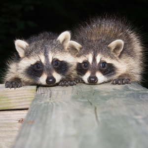 Baby raccoons on a wooden structure