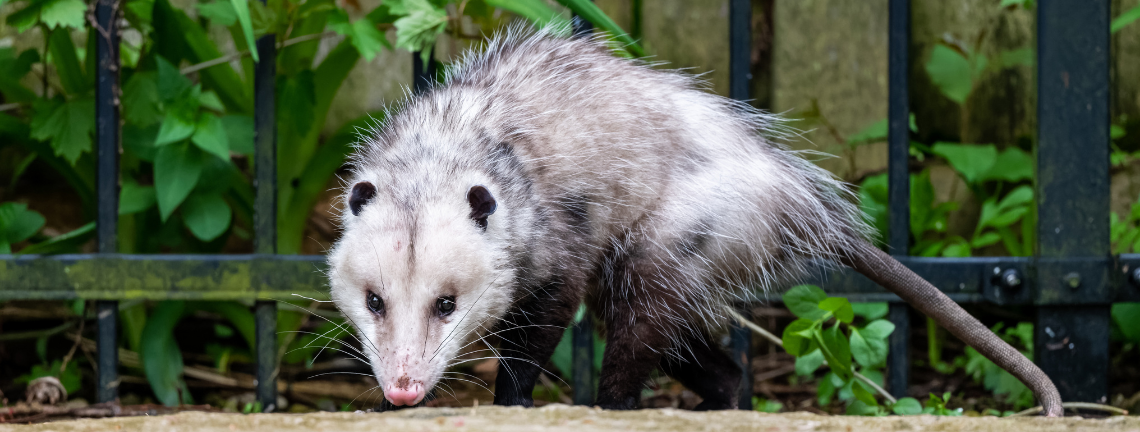 An opossum in front of a wrought iron gate