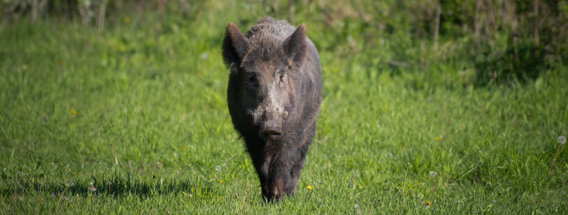 A feral hog walking on grass