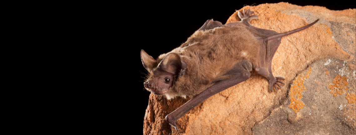 A bat