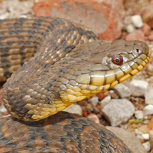 Diamondback water snake among rocks