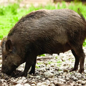 Feral hog with its nose to the ground