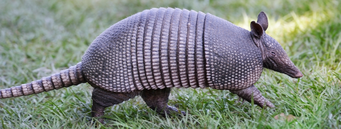 An armadillo walking on grass