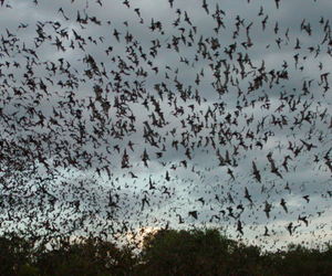 Mexican free-tailed bat colony flying