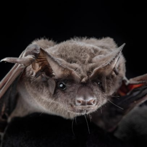 Mexican free-tailed bat