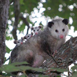 Mother opossum on a tree with babies on its back