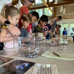 People looking at snakes in glass cages