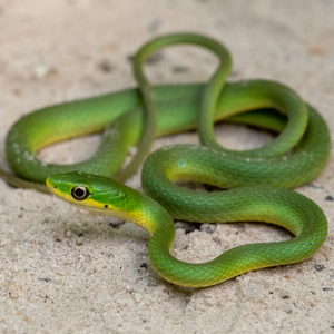 Rough green snake on sand
