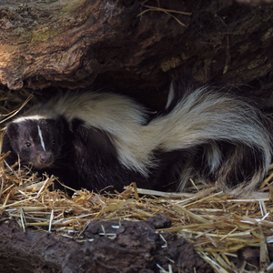 Skunk in its den