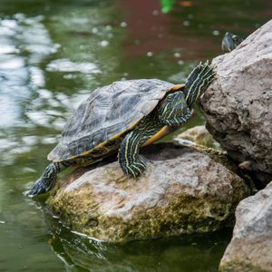 Turtle climbing on rocks