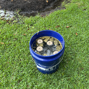 Bucket filled with water and Mosquito Dunks
