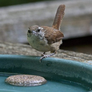 Bird resting on a birdbath with a Mosquito Dunk in it