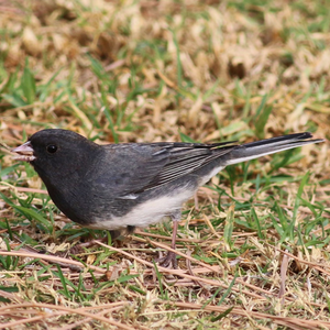 Adult dark-eyes junco in the grass