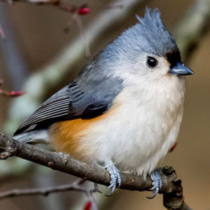 Adult tufted titmouse on a branch