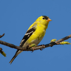 American goldfinch on a branch