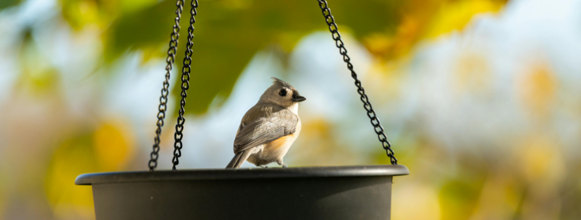 A bird perched on a hanging bird feeder