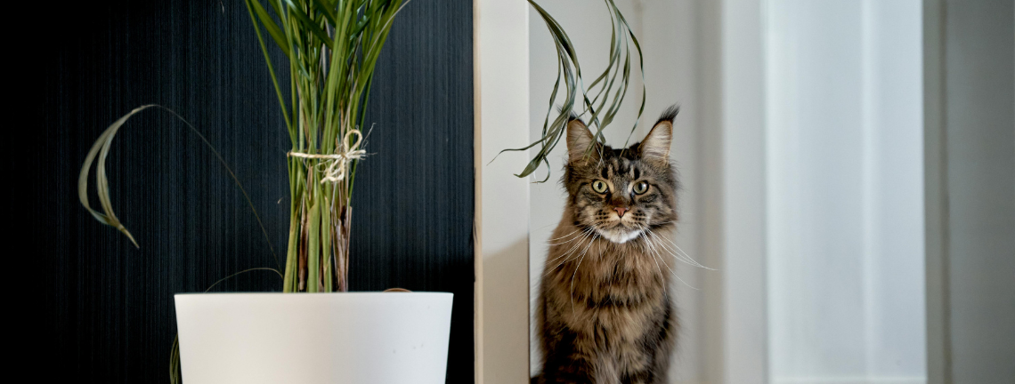 A cat next to a houseplant