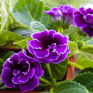 Close-up of Gloxinia blooms