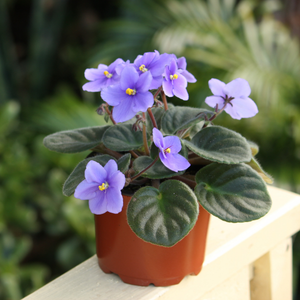 Potted African violet outside on a ledge