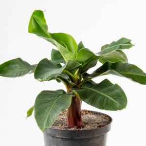Potted banana plant