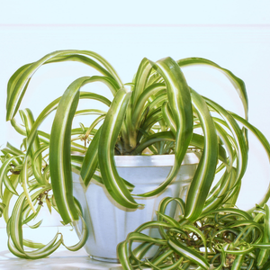 Potted spider plant