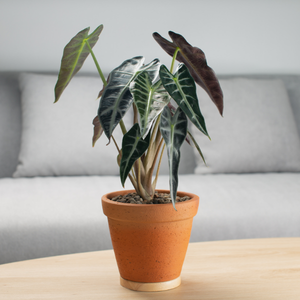 Alocasia in a pot on a table indoors