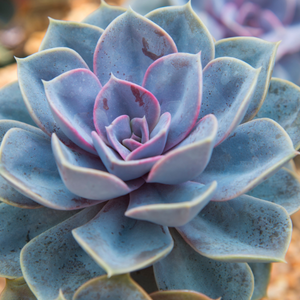 Echeveria succulent