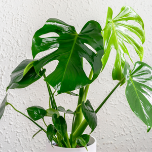Monstera in a pot
