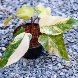 Philodendron in a pot on rocks
