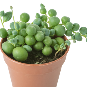 Senecio succulent in a pot