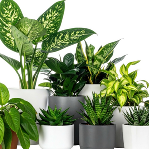 Various plants in pots