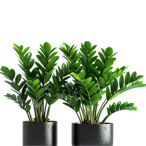 ZZ plants in pots