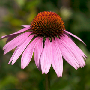 Purple coneflower against a blurred background