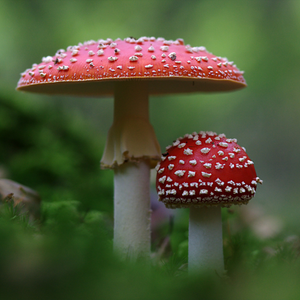 Amanita muscaria