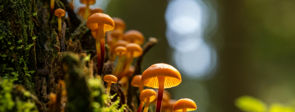 A group of fungi on the side of a tree