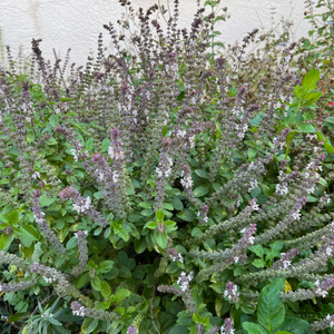 African blue basil plant in bloom