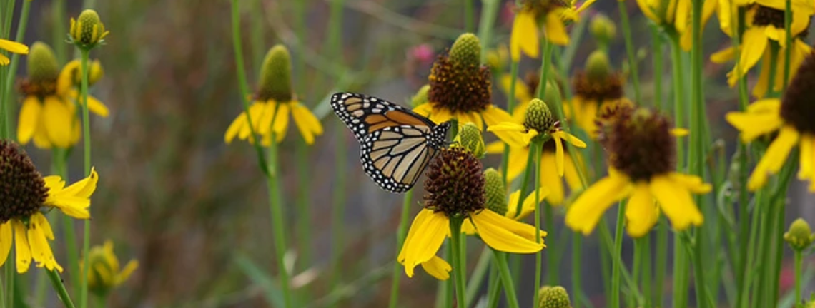 A cluster of Coneflowers with a Monarch butterfly