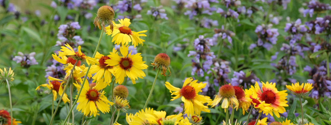 A variety of pollinator flowers