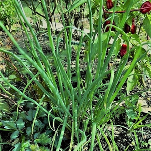 Bunching onion plant