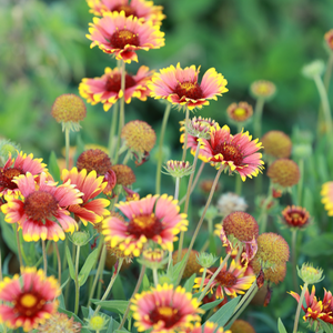 Indian blanket flowers