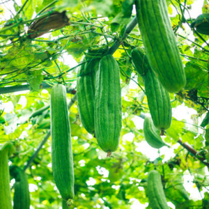 Luffa gourds growing on vines