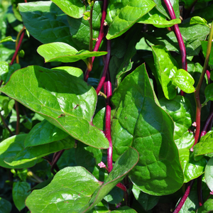 Malabar spinach plant