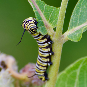 Monarch caterpillar on a plant