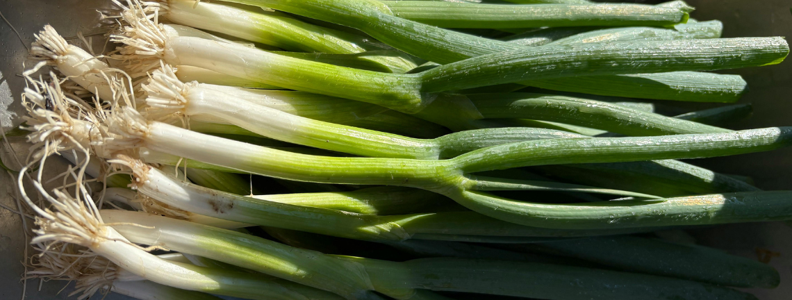 A group of bunching onions