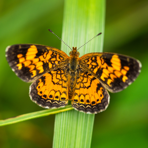 Silvery checkerspot butterfly on a plant