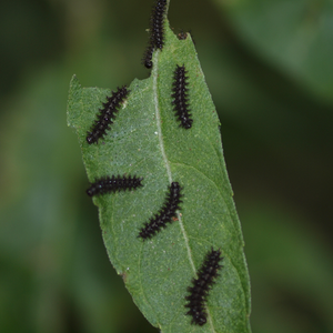 Silvery checkerspot caterpillars on a leaf