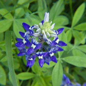 Singular bluebonnet bloom