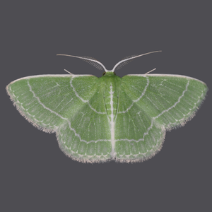 Wavy-lined emerald moth