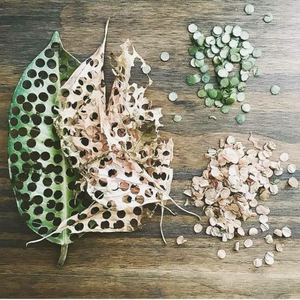 Leaves on a table with holes punched in them for confetti