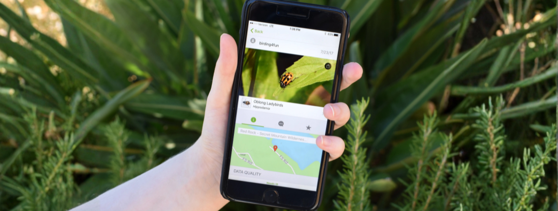 A hand holding a phone with the iNaturalist app open